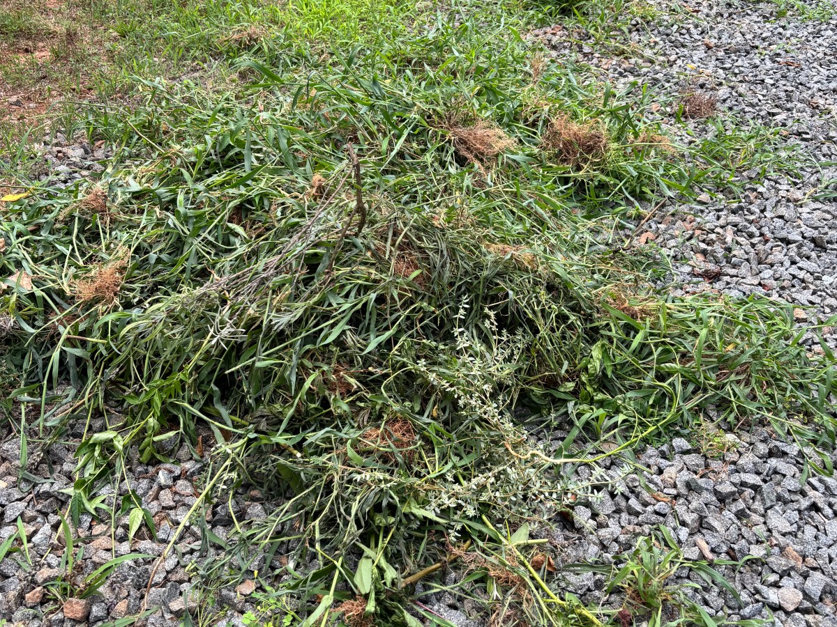 More Weeds